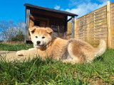 Chiot Akita Inu LOF de novembre 2025 à donner, sable à manteau fauve