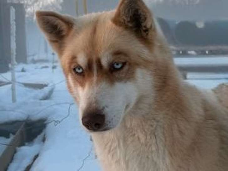 Réservation ouverte, 4 chiots Husky Sibérien LOF de février 2026, 3 femelles et 1 mâle