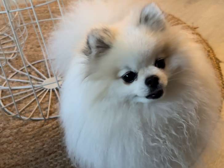 Mâle Loulou de Poméranie disponible pour saillie