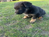 Chiots Berger Allemand à vendre