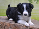 Chiots Border Collie de décembre 2025 à vendre, plusieurs couleurs disponibles