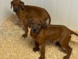 2 mâles Rhodesian Ridgeback LOF de novembre 2025 à vendre