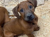 2 mâles Rhodesian Ridgeback LOF de novembre 2025 à vendre