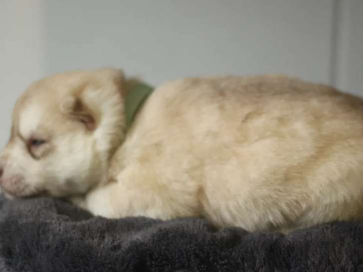 À réserver, mâle Husky LOF de février 2026, disponible de suite