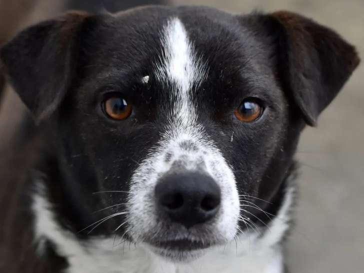 Disponible à l’adoption : chienne noire avec marque blanche de 3 ans
