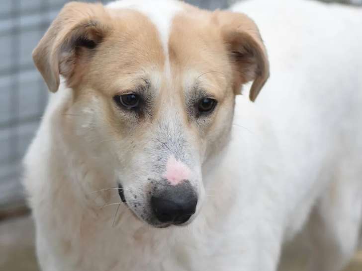 En quête d’un foyer : chienne marron et blanche de 6 ans
