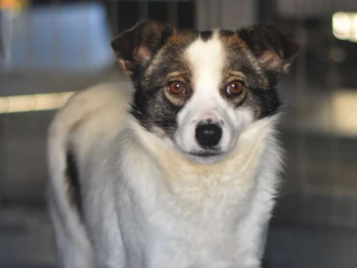 En attente d’un foyer : chienne marron et blanche de 3 ans
