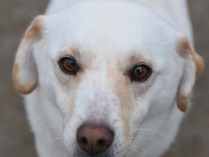 À accueillir : chienne blanche de 4 ans