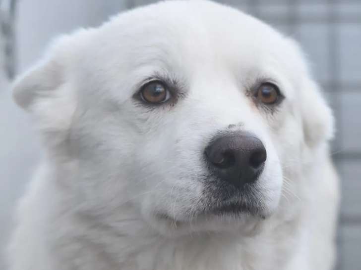 À adopter : chien blanc de 7 ans
