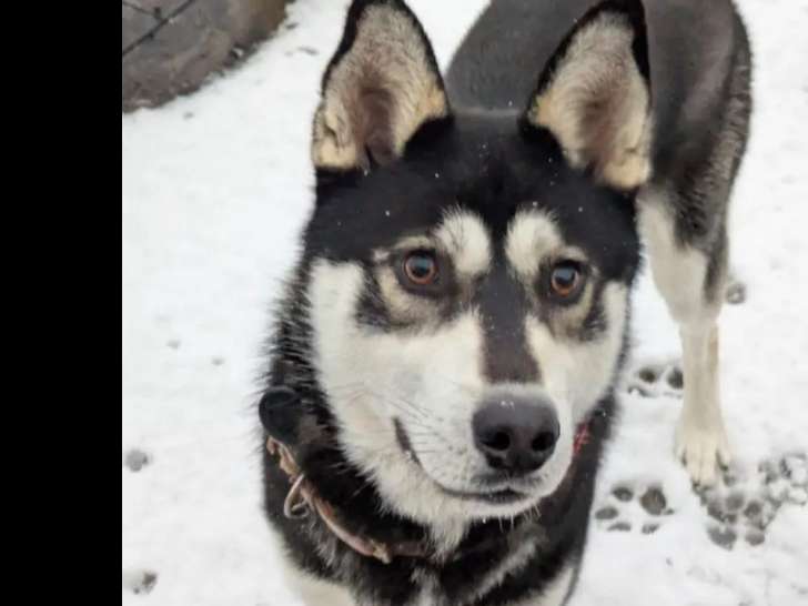 Prêt pour l’adoption : chiot mâle Husky de Sibérie noir et beige
