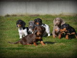 Chiots Teckel Nain à poil ras à vendre