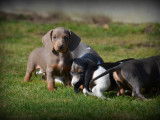 Chiots Teckel Nain à poil ras à vendre