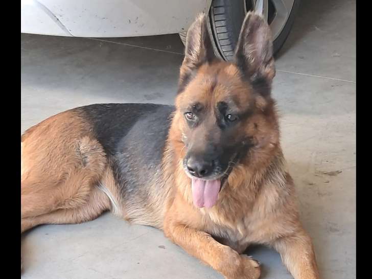 À adopter : chienne Berger Allemand noire et feu de 5 ans