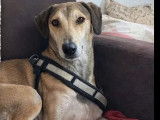 En attente d’adoption : chien Saluki beige de 7 ans