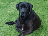 À la recherche d’une famille : chienne Cane Corso noire de 11 ans