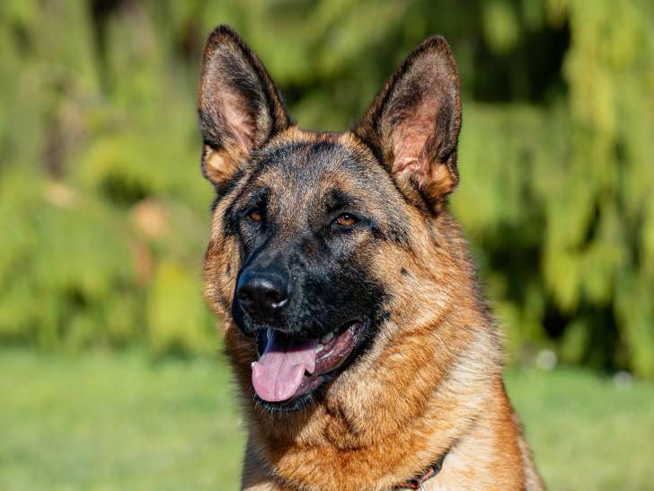 À adopter : chienne Berger Allemand noire et beige d’un an