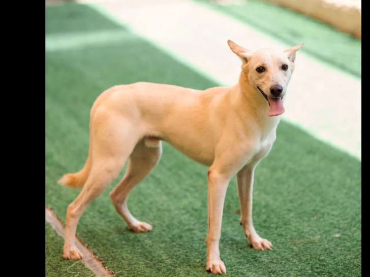 À accueillir : chien Saluki blanc de 3 ans