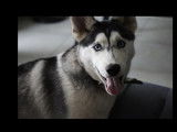 À la recherche d’une famille : chien Husky de Sibérie noir et blanc de 2 ans