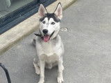 À la recherche d’une famille : chien Husky de Sibérie noir et blanc de 2 ans