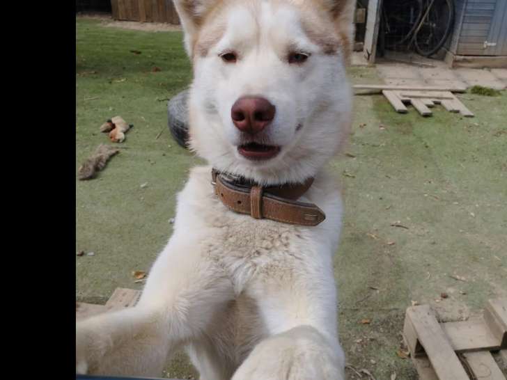En attente d’un foyer : chien Husky de Sibérie crème de 3 ans
