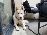 En attente d’un foyer : chien Husky de Sibérie crème de 3 ans
