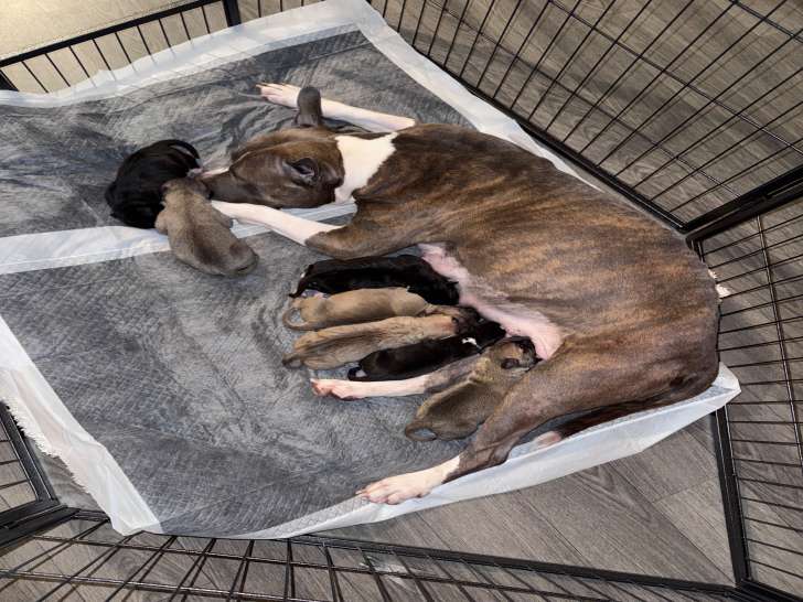 Des chiots qui on vite compris comment s allaiter