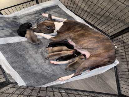 Des chiots qui on vite compris comment s allaiter