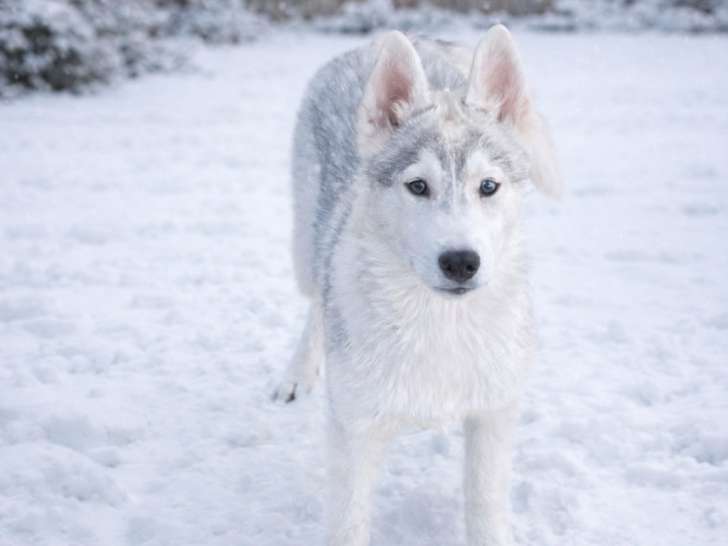 Chiot Husky Siberien LOF à vendre