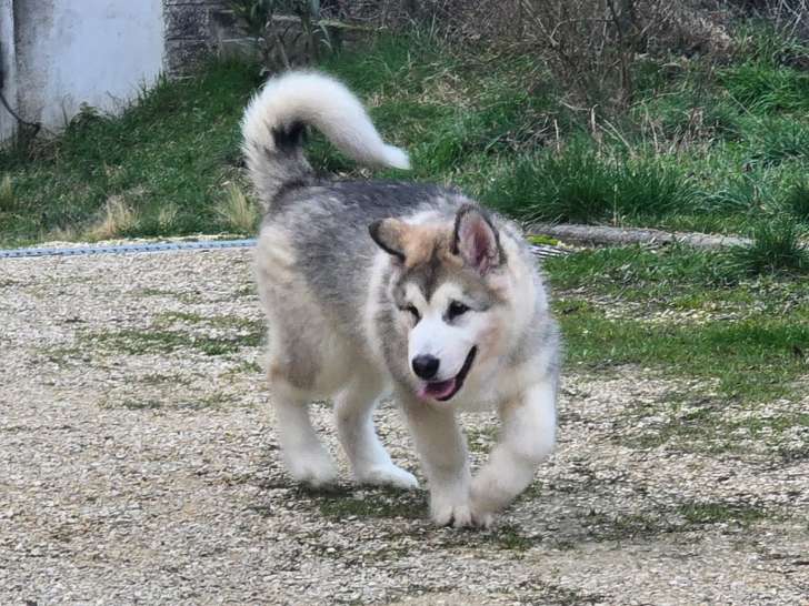 Chiot mâle Malamute d'Alaska LOF à vendre