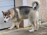 Chiot mâle Malamute d'Alaska LOF à vendre
