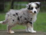 Chiot Mâle Berger Américain Miniature Atreyu Bleu Merle LOF Réservation