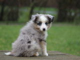 Chiot Mâle Berger Américain Miniature Atreyu Bleu Merle LOF Réservation