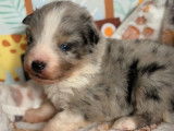 À réserver 1 Mâle Berger Américain Miniature bleu merle 22 jours LOF