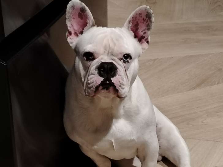Chiot de type Bouledogue Français à donner