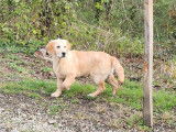 Réservation de chiots Golden Retriever LOF pour mars 2026