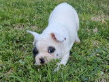 Deux chiots Bouledogue Français de janvier 2026, 1 mâle et 1 femelle à réserver