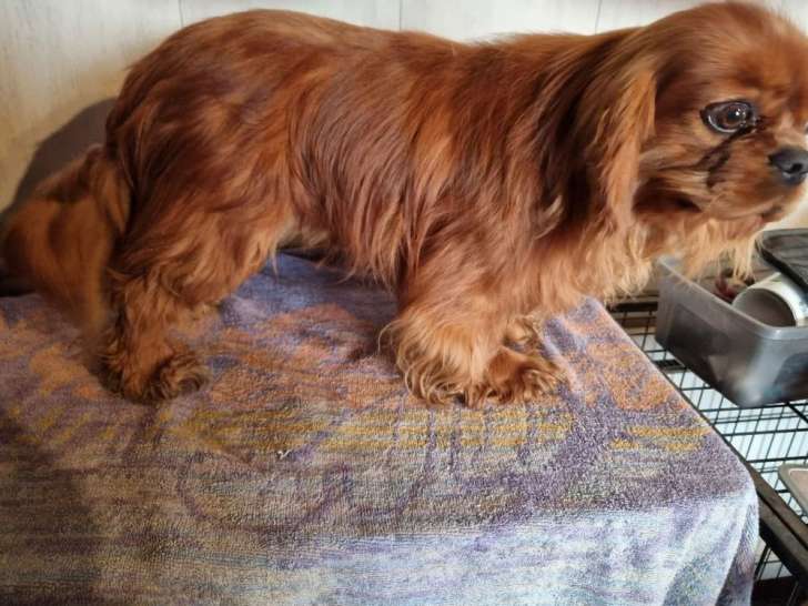 Un mâle Cavalier King Charles LOF ruby de mars 2024, disponible à la vente