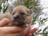 Réservation ouverte pour 3 chiots Spitz Nain, 2 femelles et 1 mâle