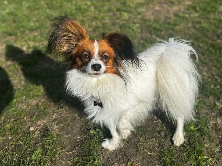 Mâle Epagneul Nain Continental Papillon disponible pour saillie