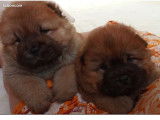 Adorable chiot femelle Chow Chow à vendre