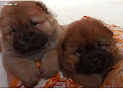 Adorable chiot femelle Chow Chow à vendre