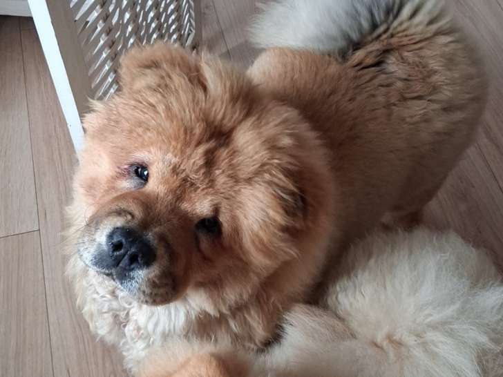 Chiot de race Chow Chow femelle à vendre