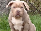 Chiots American Bully à vendre