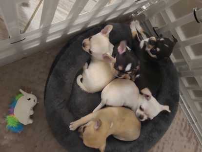 Magnifiques chiots Chihuahua à vendre