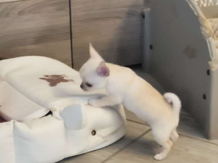 Magnifiques chiots Chihuahua à vendre