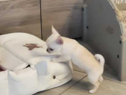 Magnifiques chiots Chihuahua à vendre