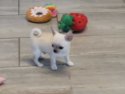 Magnifiques chiots Chihuahua à vendre