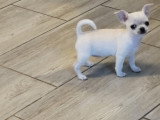 Magnifiques chiots Chihuahua à vendre