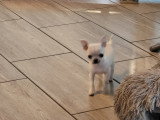Magnifiques chiots Chihuahua à vendre