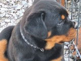Mâle Rottweiler de janvier 2026, robe noir et feu, disponible de suite